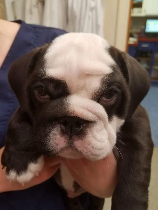 Chester Animal Clinic Picture 9