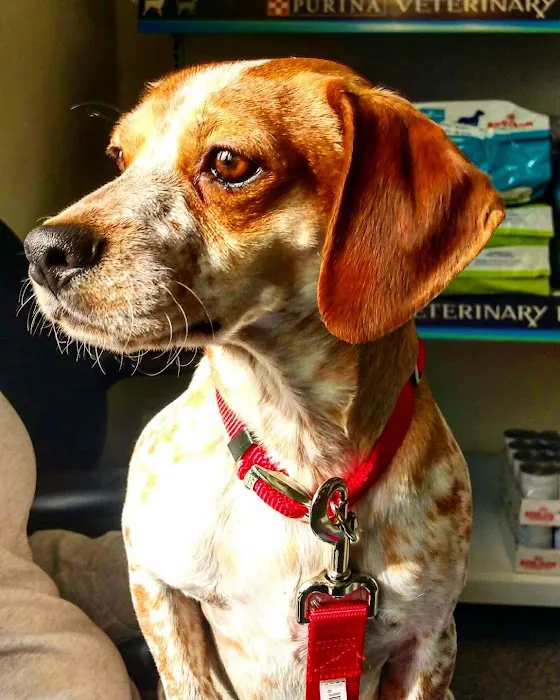 Chester Animal Clinic Picture 5