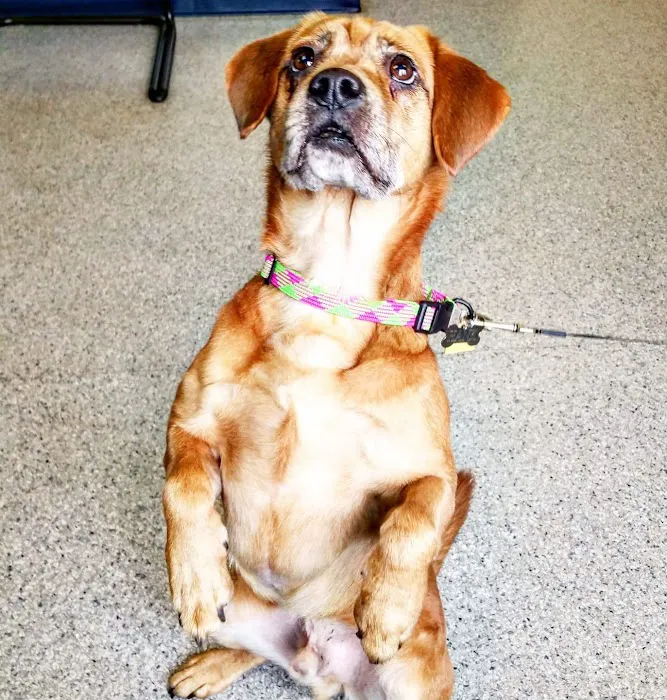 Chester Animal Clinic Picture 10