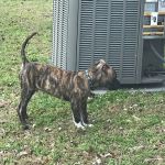 Banfield Pet Hospital