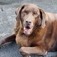Crater Road Veterinary Hospital ico