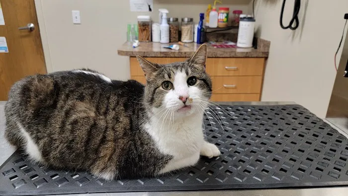 Norton Road Veterinary Hospital Picture 1