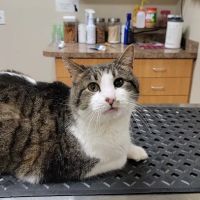Norton Road Veterinary Hospital ico