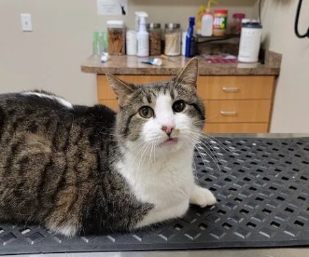 Norton Road Veterinary Hospital