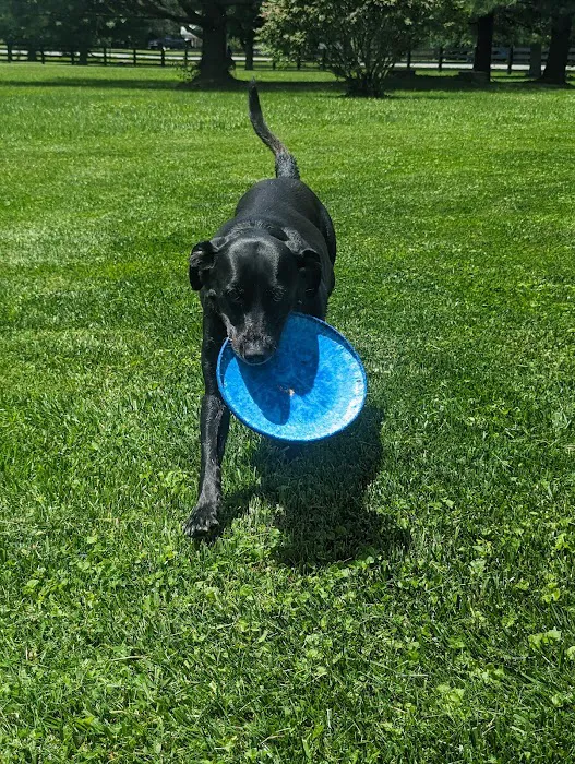 Seven Hills Pet Clinic - Blanchester Picture 8