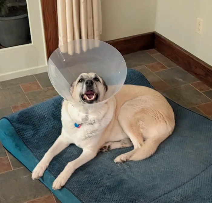 Seven Hills Pet Clinic - Blanchester Picture 1