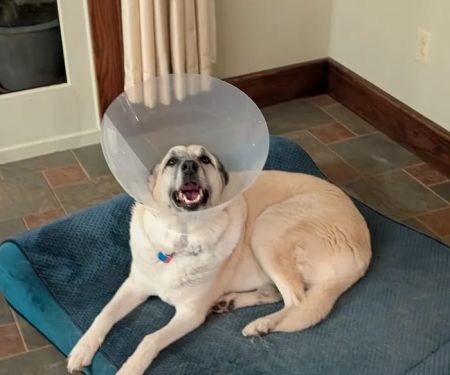 Seven Hills Pet Clinic - Blanchester