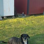 Mt Orab Veterinary Clinic: Hayes Mark DVM