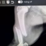 Adams County Veterinary Services - Dr. Dan Meakin
