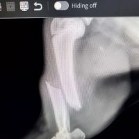 Adams County Veterinary Services - Dr. Dan Meakin ico