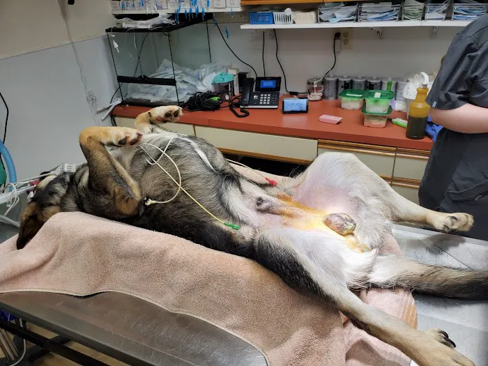 Adams County Veterinary Services - Dr. Dan Meakin Picture 8