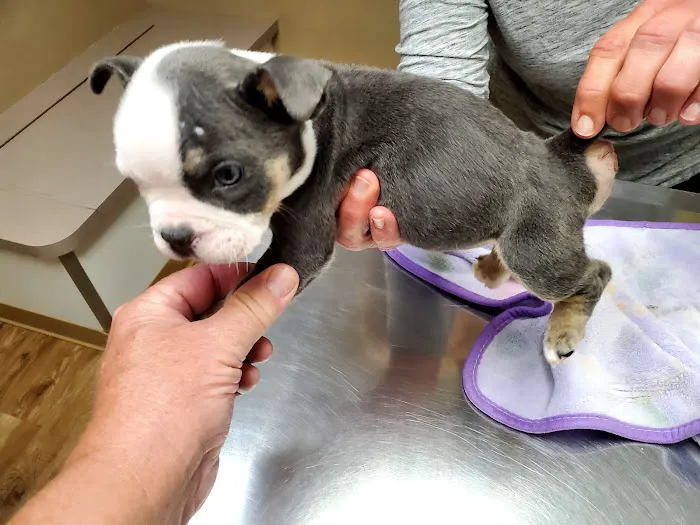 Adams County Veterinary Services - Dr. Dan Meakin Picture 4