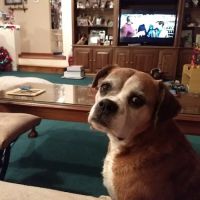 Brown County Veterinary Services ico