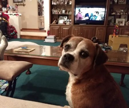 Brown County Veterinary Services