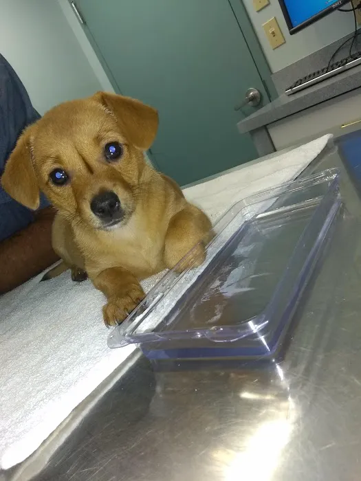 Georgetown Animal Hospital Picture 5
