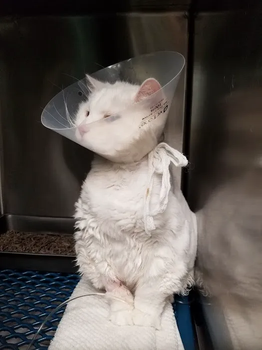 Georgetown Animal Hospital Picture 6