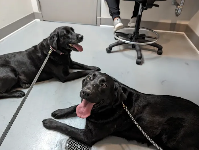 Georgetown Animal Hospital Picture 10