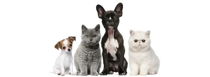 Georgetown Animal Hospital Picture 1