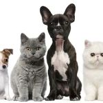 Georgetown Animal Hospital