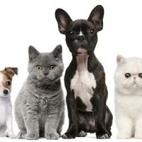 Georgetown Animal Hospital ico