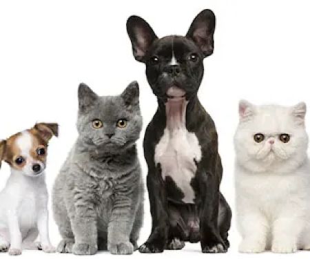 Georgetown Animal Hospital