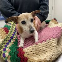 Mt. Orab Veterinary Clinc ico