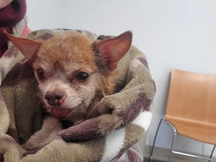 Sunnyside Veterinary Clinic Picture 8