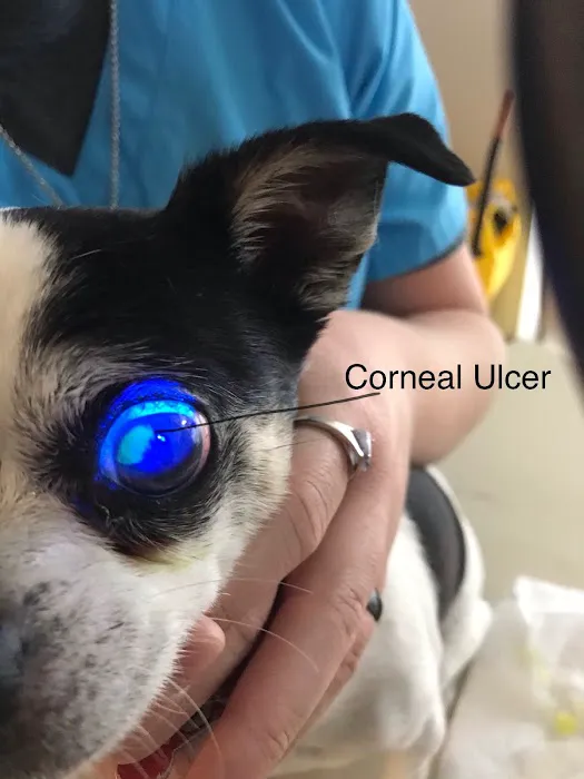 Sheffield Veterinary Hospital: LaForge Julie A DVM Picture 1