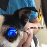 Sheffield Veterinary Hospital: LaForge Julie A DVM