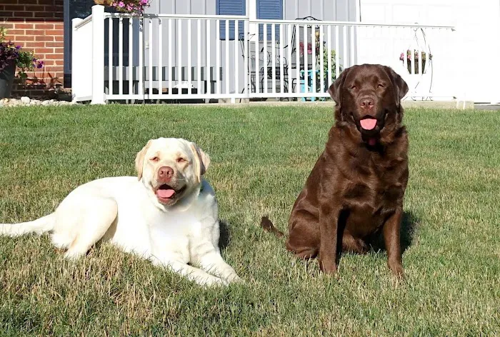 Sheffield Veterinary Hospital Picture 8