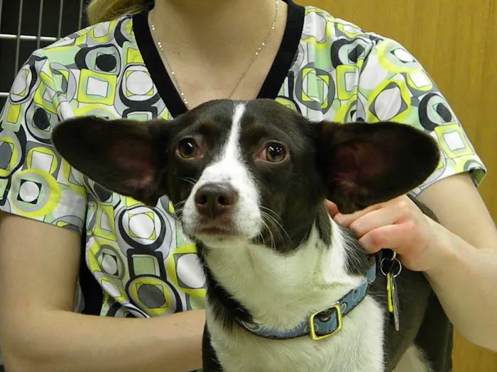 Sheffield Veterinary Hospital Picture 6
