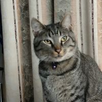 London Animal Hospital ico