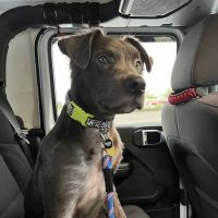 Noll Veterinary Hospital ico
