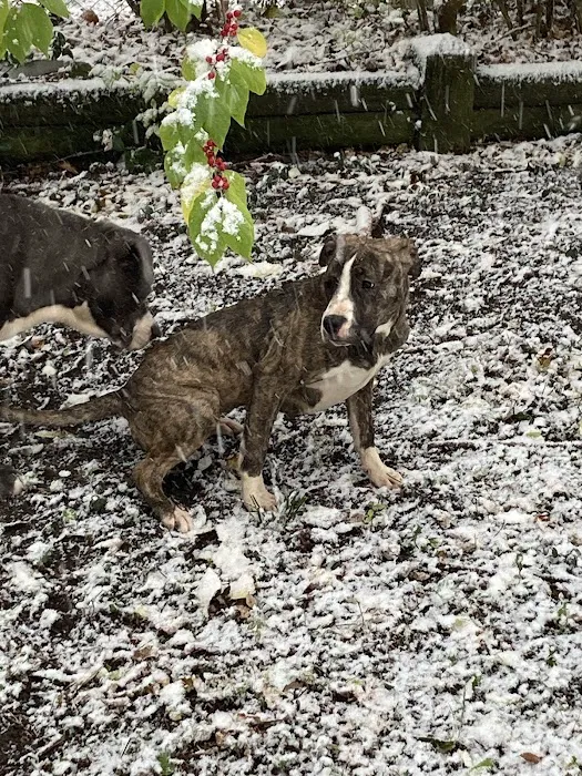 Springfield Animal Hospital Picture 9