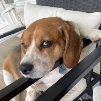 Springfield Animal Hospital ico