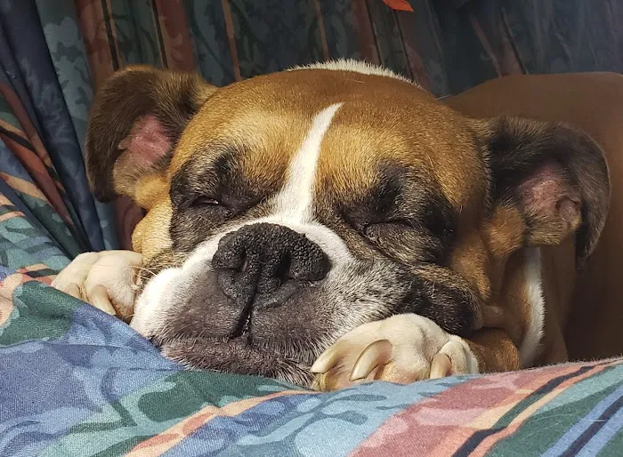 Springfield Animal Hospital Picture 10