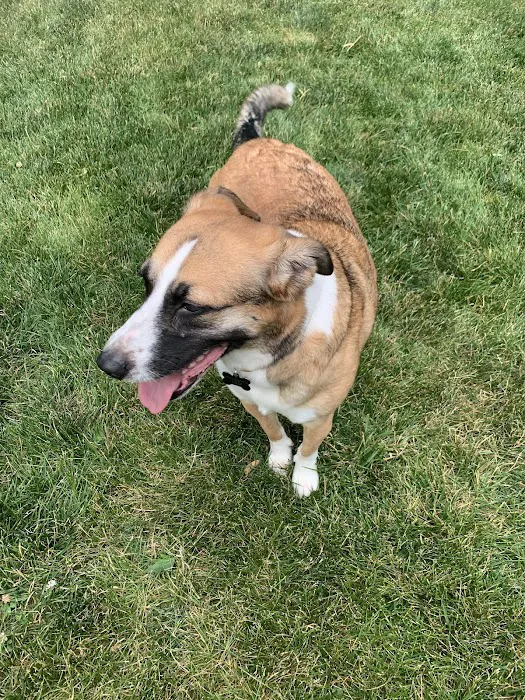 Springfield Animal Hospital Picture 8