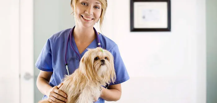 Springfield Animal Hospital Picture 2