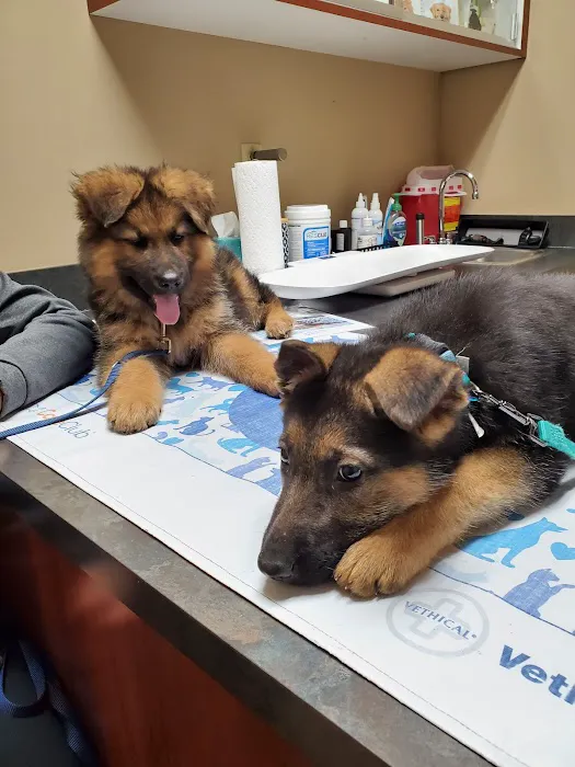 VCA Northwood Animal Hospital Picture 2