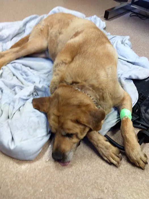 VCA Northwood Animal Hospital Picture 6