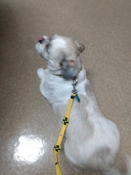 VCA Northwood Animal Hospital Picture 9