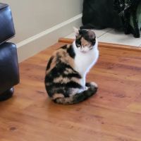 Northside Veterinary Clinic ico