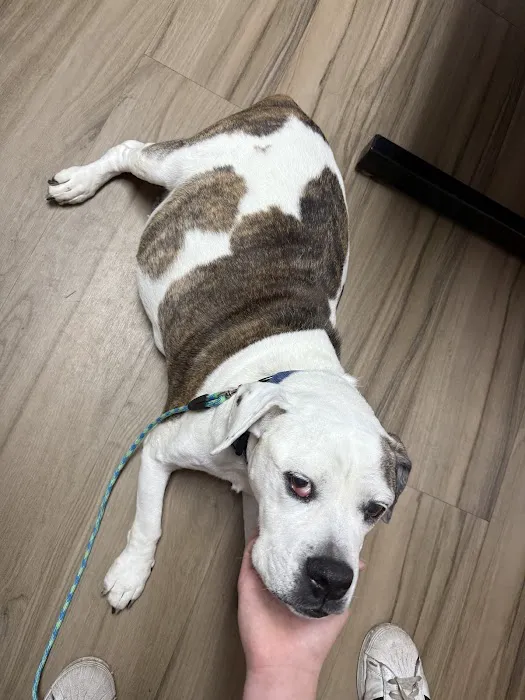 Northside Veterinary Clinic Picture 8