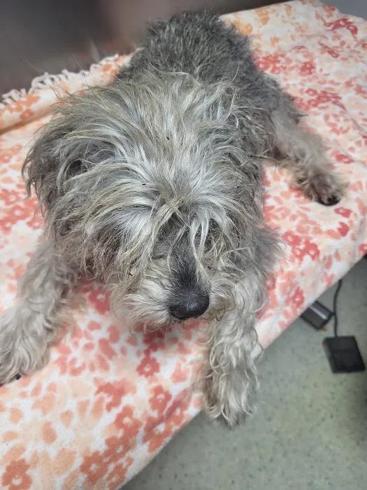 Northside Veterinary Clinic Picture 7