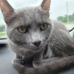 Owensville Animal Hospital