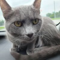 Owensville Animal Hospital ico