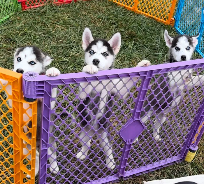 Nurture Animal Clinic Picture 2