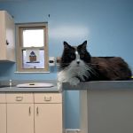 Nurture Animal Clinic