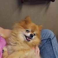 Hillside Small Animal Hospital ico