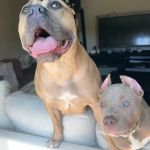Seven Hills Pet Clinic